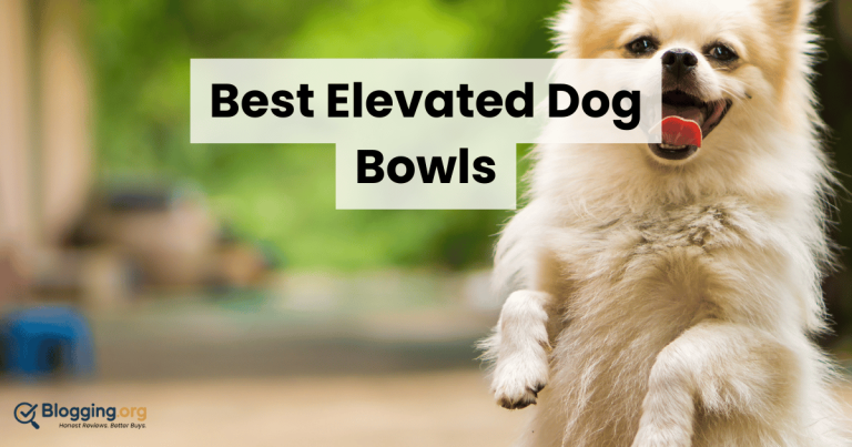 Best Elevated Dog Bowls (2026) – Top 10 Reviewed