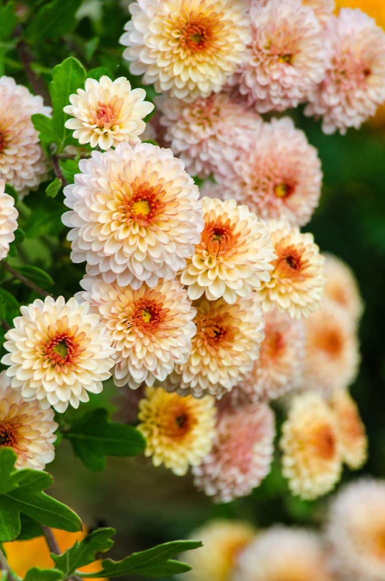 23 Plants That Keep Garden Pests Away Without a Single Chemical