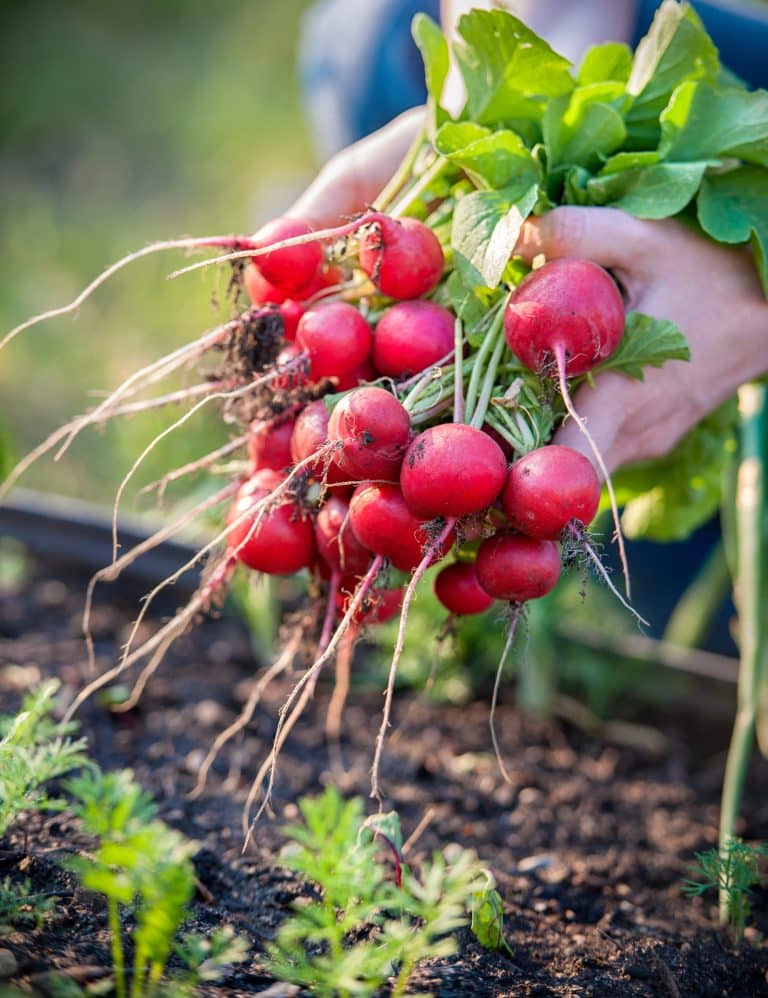 23 Foods You Can Regrow From Kitchen Scraps Before You Toss Them